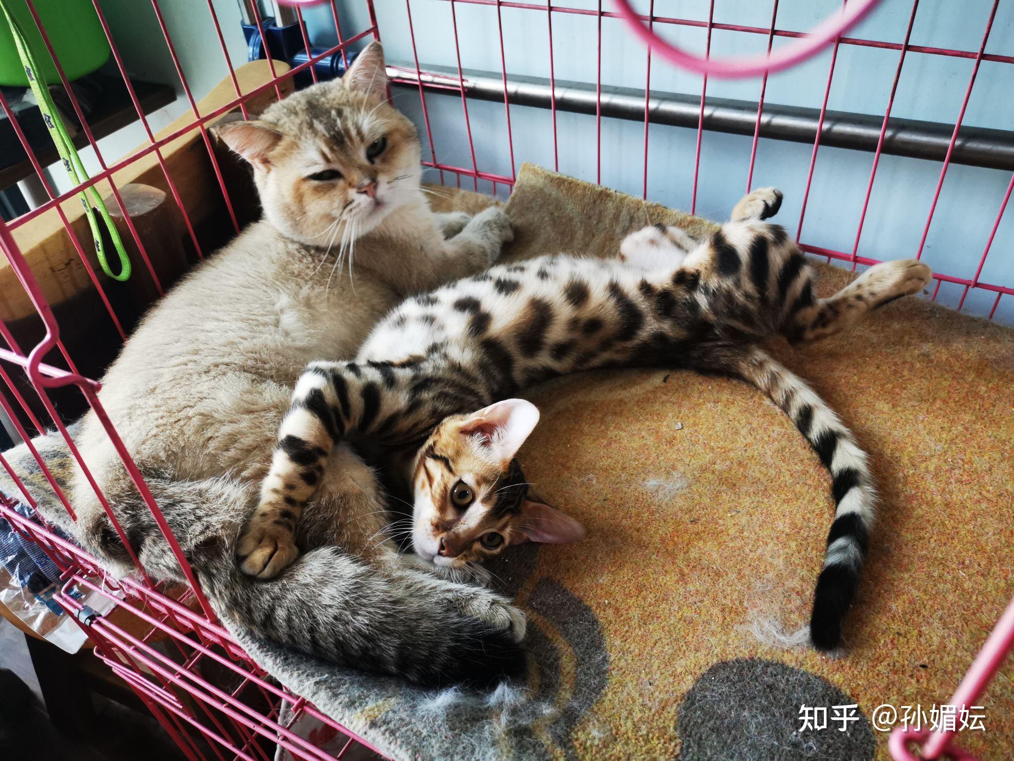 豹猫和虎斑猫杂交图片