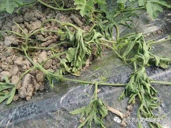 西甜瓜龙头皱缩是病毒病吗? - 知乎