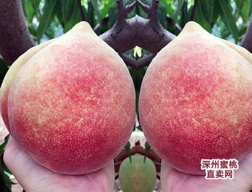 深州蜜桃高清照片你喜欢哪一个呢