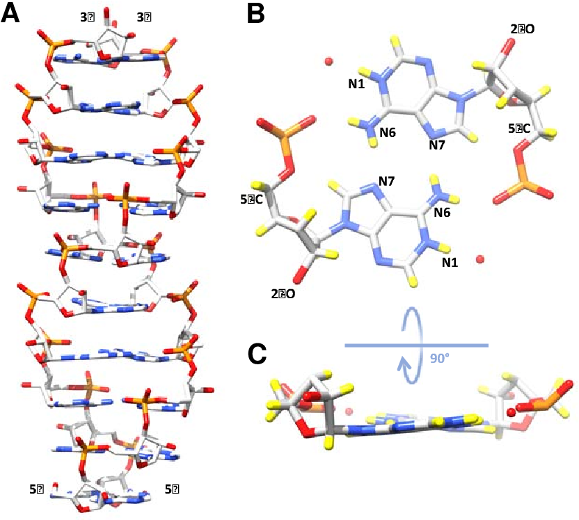 rna可能形成双螺旋结构吗