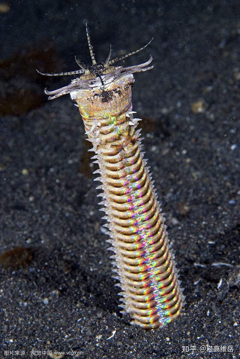 你见过哪些极丑的生物 阿猛大王短知乎