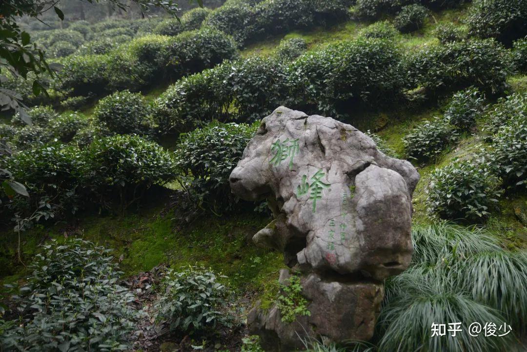 從獅峰山頂鳥瞰獅峰茶園和龍井村,西湖說到西湖龍井,其中的極品當屬