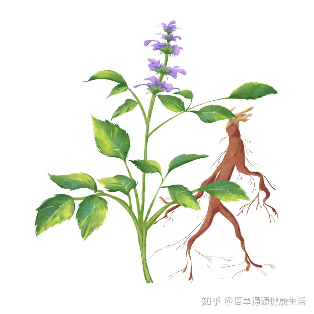 药食同源|《神农本草经》“上品”系列— 丹参 - 知乎