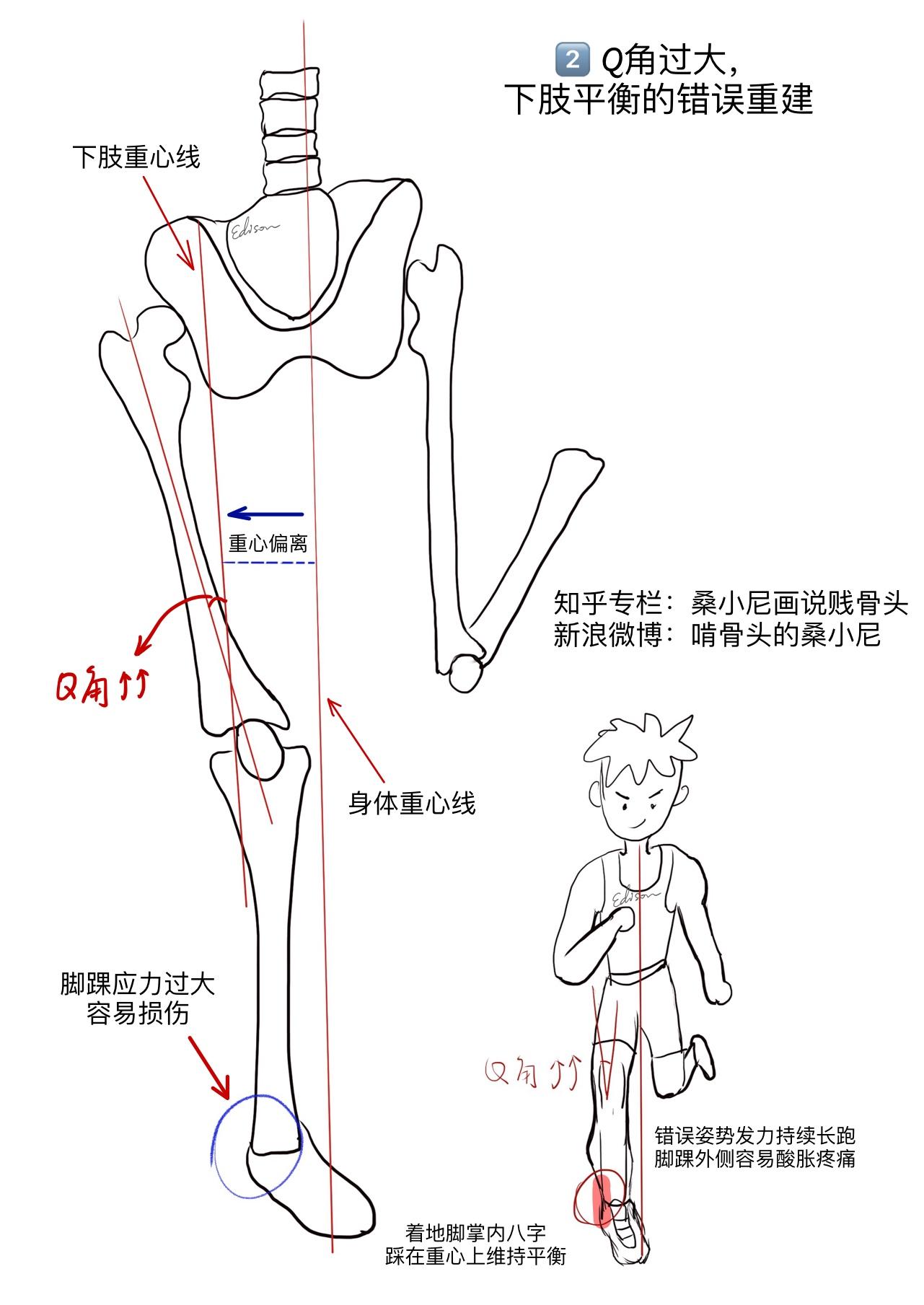 【超全】全身神经支配与分布、神经丛详解、神经松动术详解_受伤