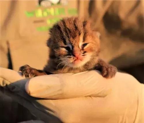 世界上最小的猫 却是 近危物种 专家说这种猫奶凶奶凶的 知乎