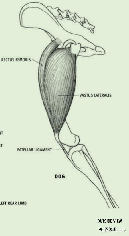 大鼠腿部肌肉解剖图图片