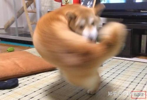 几百块买来的柴犬怎么长得像大黄 为你揭开买柴骗局 知乎