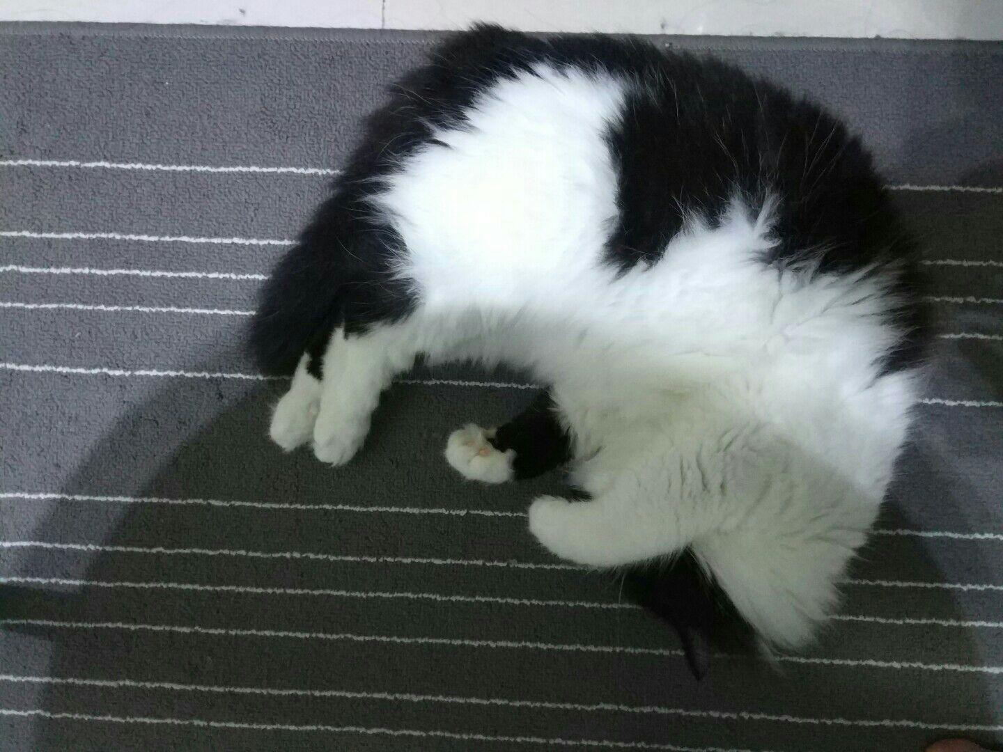 什么是动物奶牛 v2-ca7979717907a01cbc153b912485a81c_r.jpg