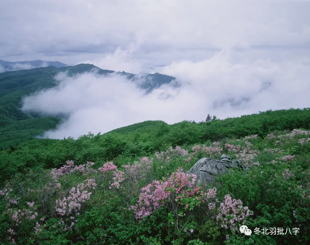 至于也怕财被合去,因为财能生官,日贵格只怕官星