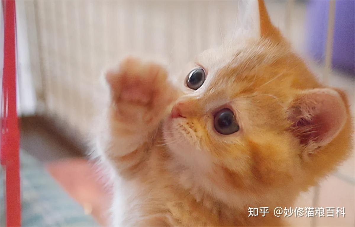 为什么大家都喜欢养橘猫？橘猫的7大优点，养过的人都说好 - 知乎
