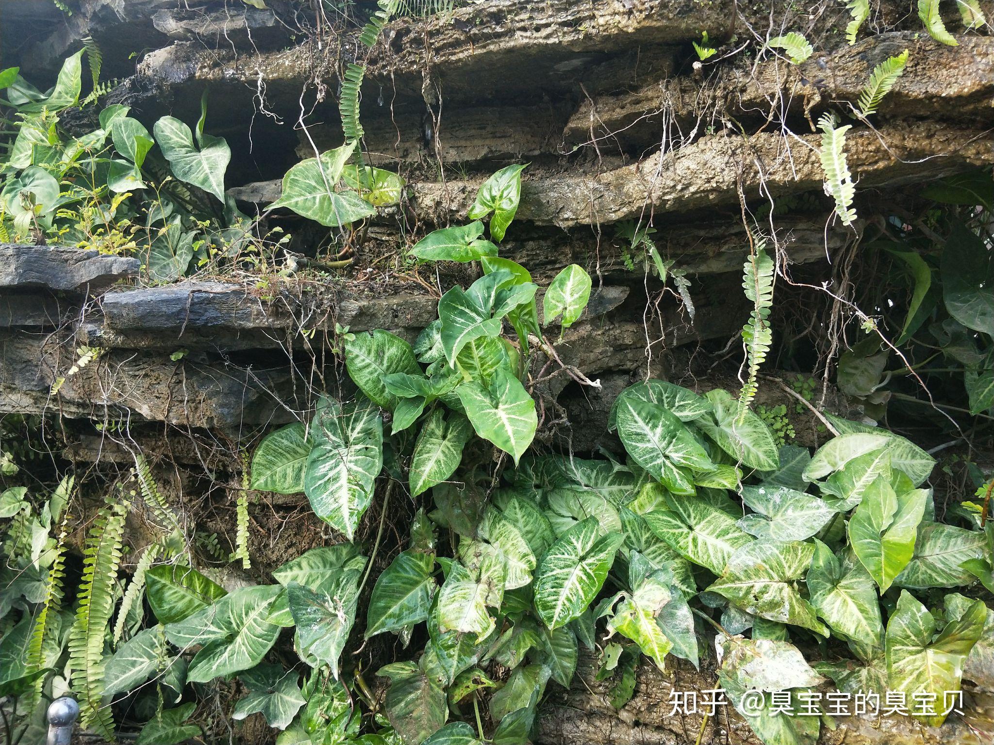 龜池可以種植什麼植物