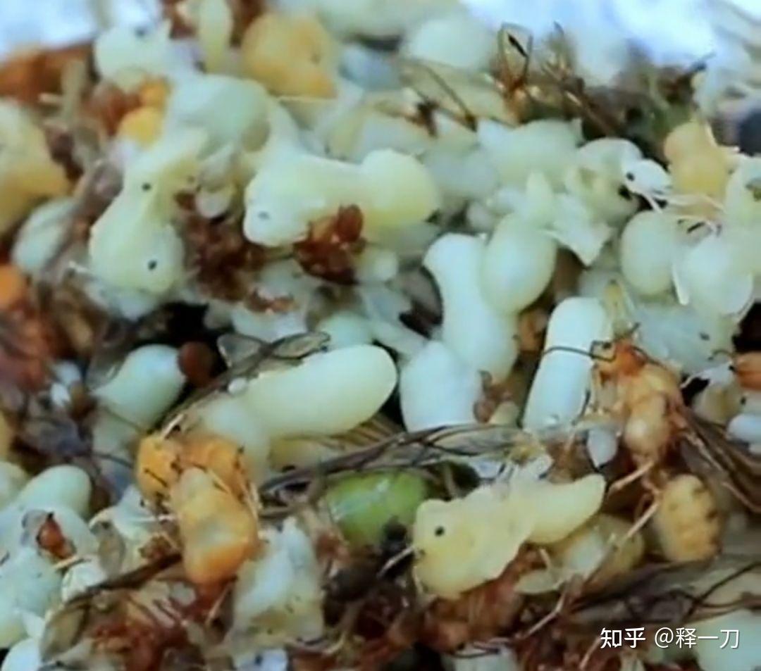 蚂蚁卵孵化-图库-五毛网