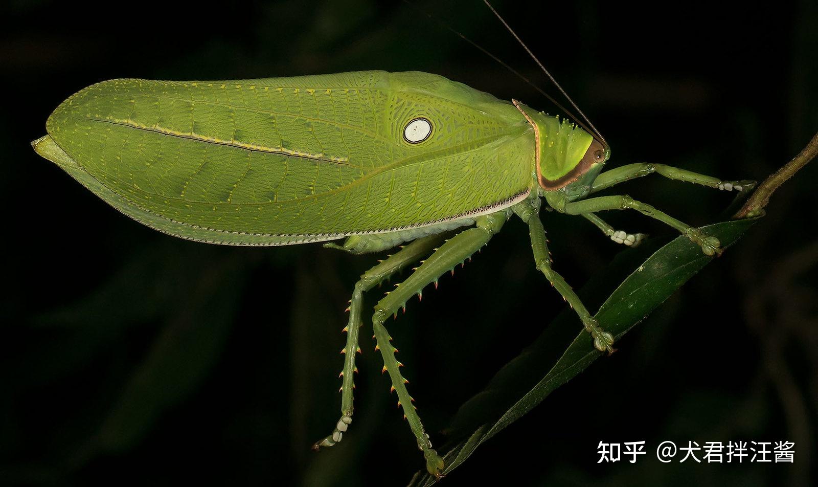 女大学生在寝室发现巨拟叶螽,网友评论称「以为是个玩偶,结果是活的」