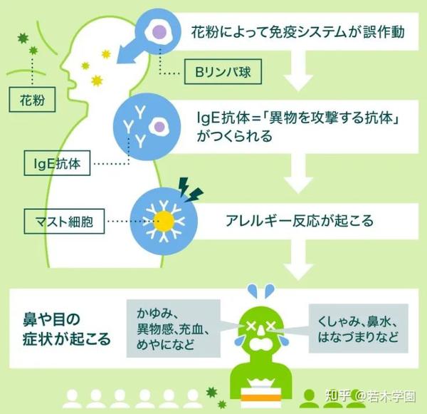 是魔鬼吧 原来一年四季都有花粉症 知乎