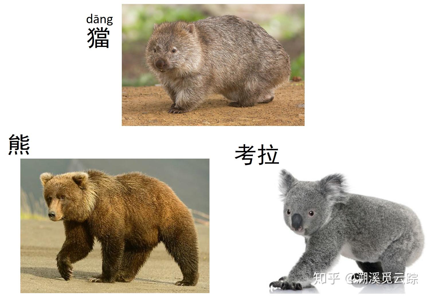 有哪些现实存在的动物名字比较生僻,或者说名字属于生僻字? - 知乎