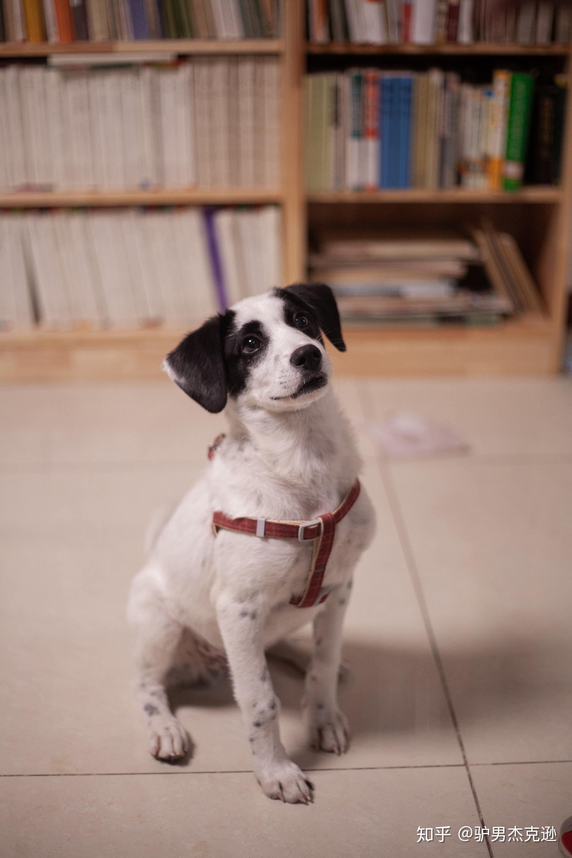 请问拉布拉多和边牧串串怎么样? - 知乎