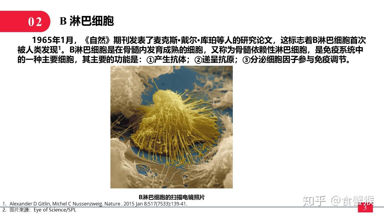 一分钟，带你了解“淋巴细胞” - 知乎