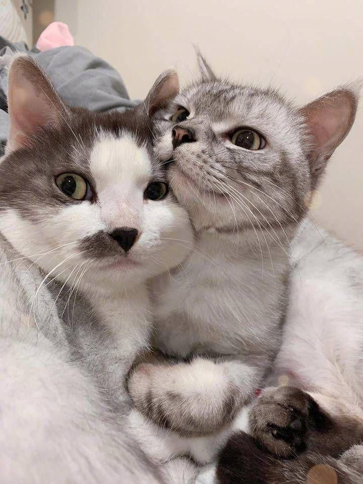 有什么好看的猫的情侣头像