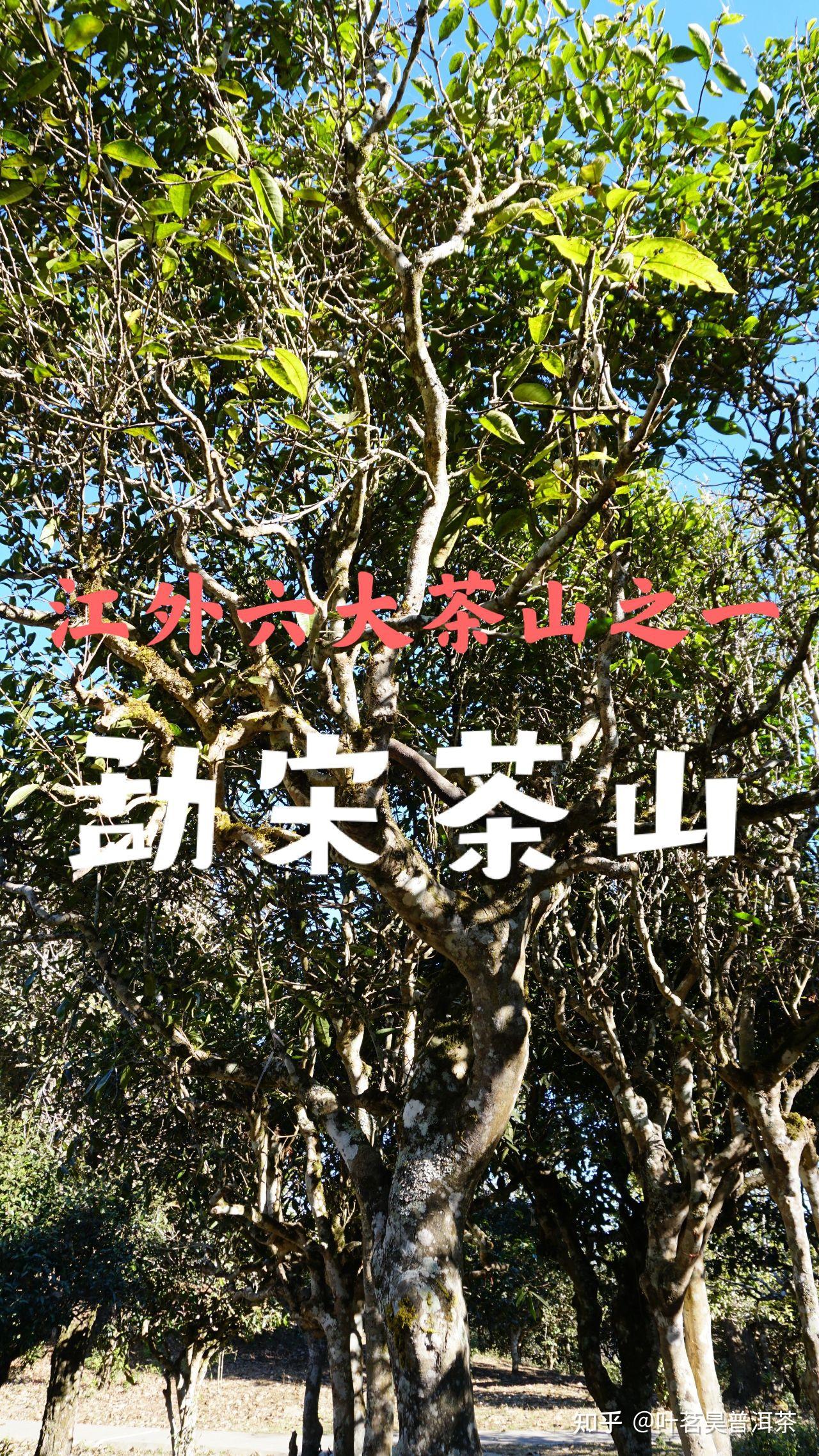 江外六大茶山之一勐宋茶山