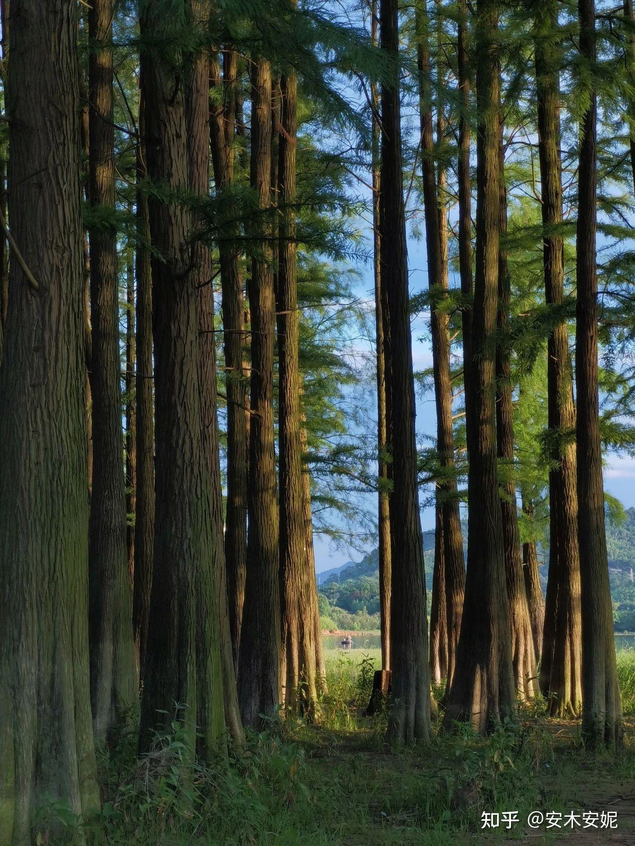 一棵普通的树,如何拍出大片感