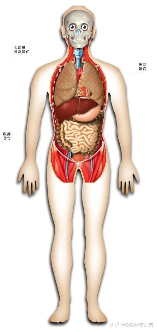 史上最全的人体解剖图各器官位置图（多图） - 知乎