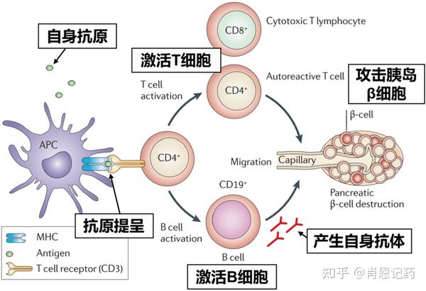 记住治疗1型糖尿病生物药 | Teplizumab 泰普利单抗 | 抗T细胞表面CD3分子 - 知乎