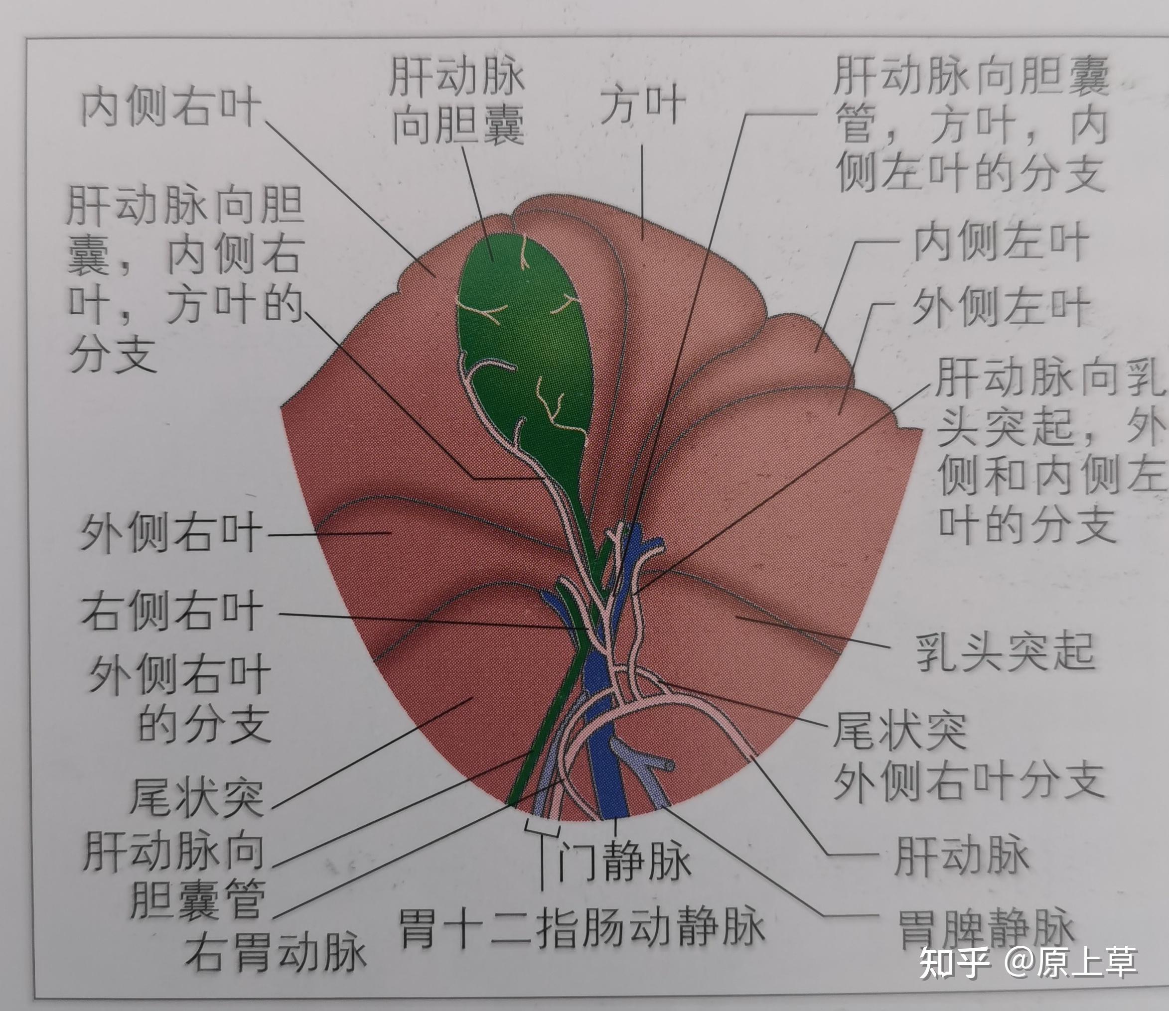 胆囊是位于方叶和肝脏内侧右叶之间的胆囊窝里的囊状构造,由连接胆囊