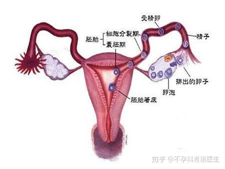 好孕攻略 掌握排卵日期 让怀孕变得更简单 知乎