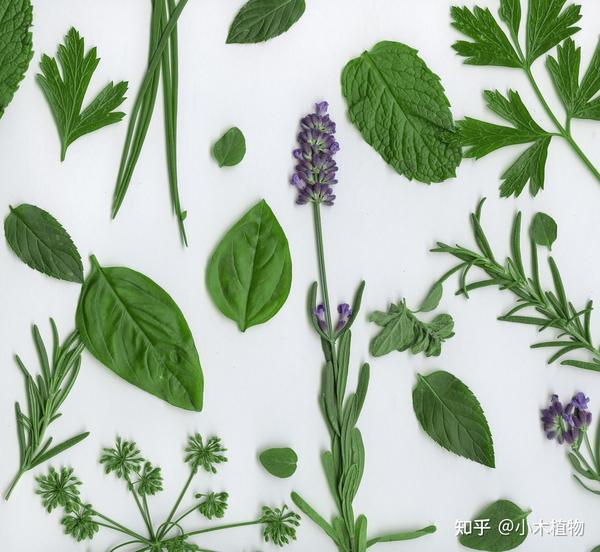 常见香草植物种类介绍 - 知乎