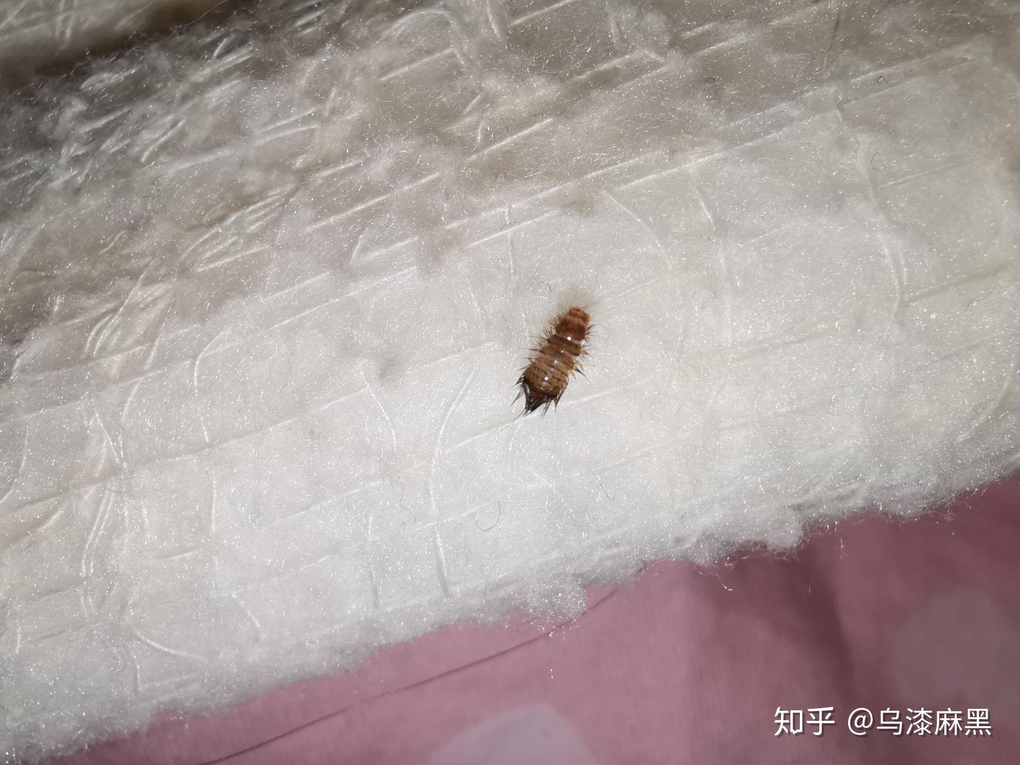 床上发现毛茸茸的小虫是什么虫