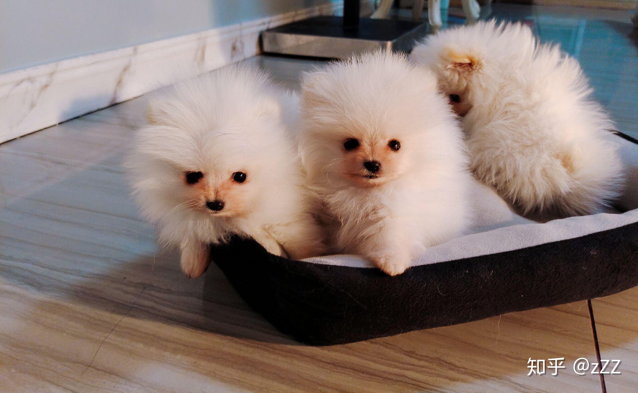 白色博美犬多少钱一只