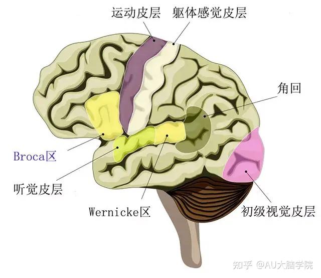 顶下小叶角回图片