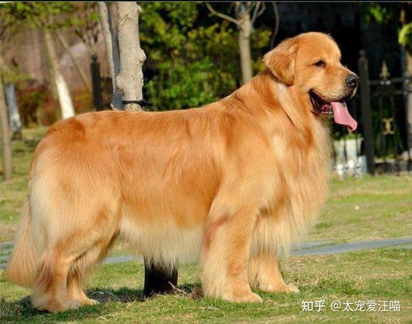 最忠诚十大狗狗排名 第一名想不到是它 知乎