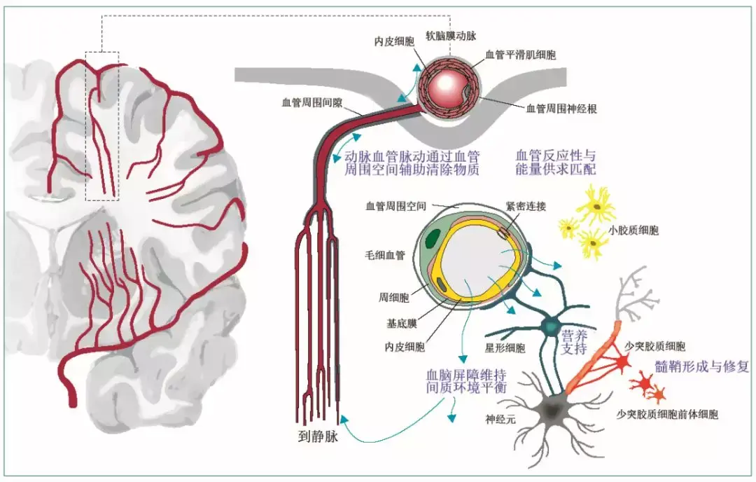 血管