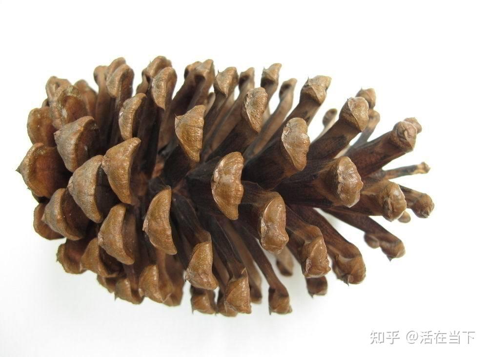 松果和橡果是一个东西吗？ - 知乎