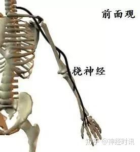 桡神经相关解剖和疾病解析 - 知乎