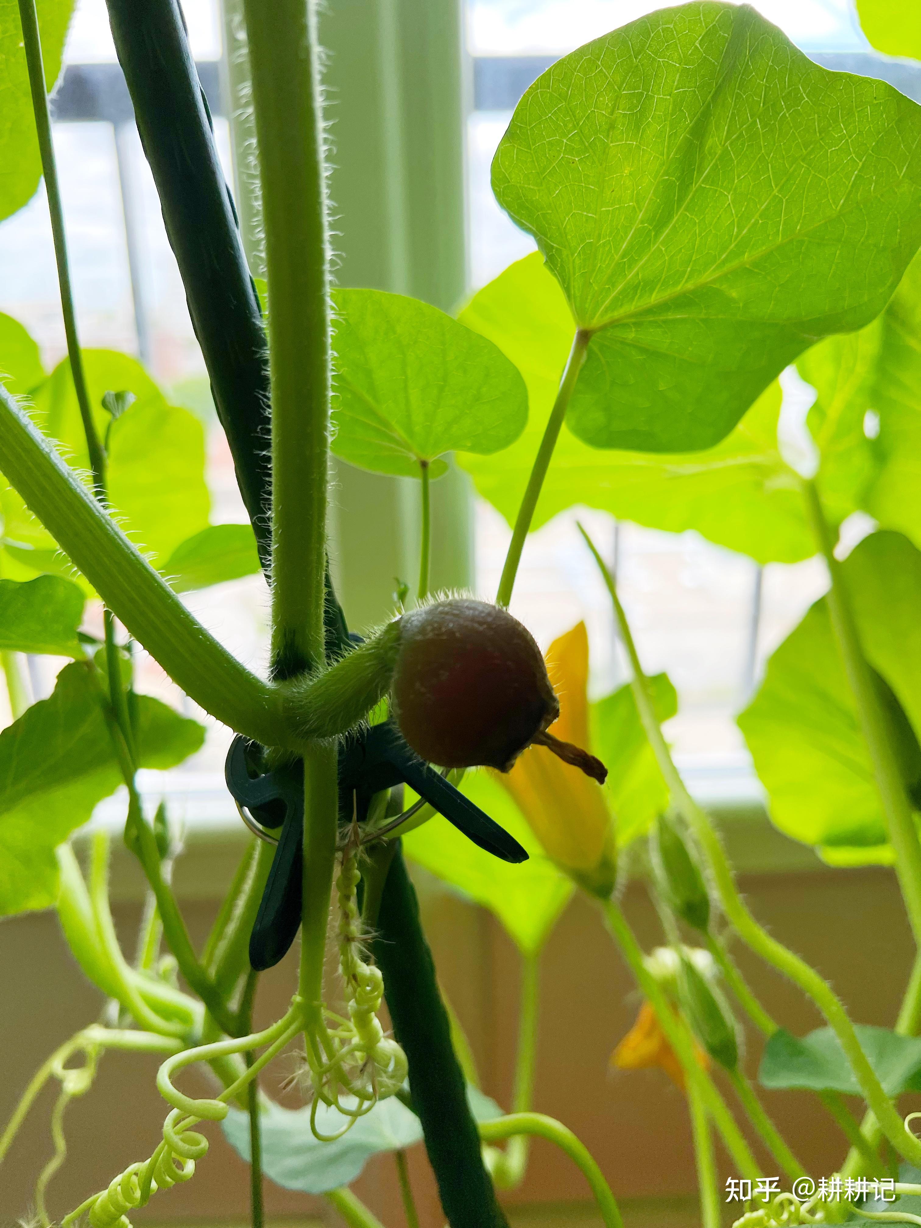 室内用花盆种的贝贝南瓜,最后活了吗? - 知乎