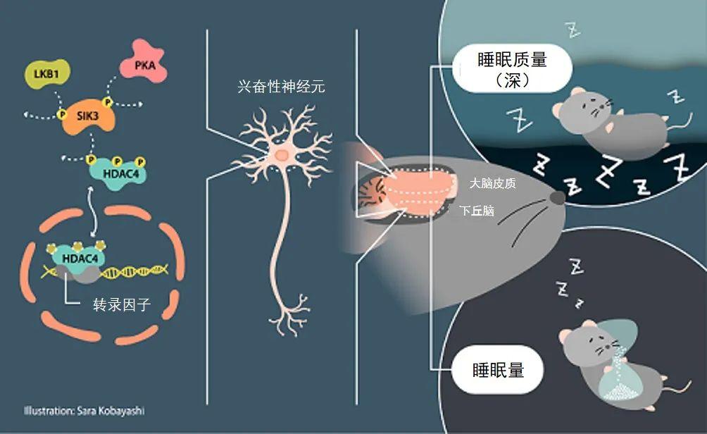 Nature破解睡觉的秘密！重磅研究揭开睡眠时间、质量的关键调控机制 知乎 