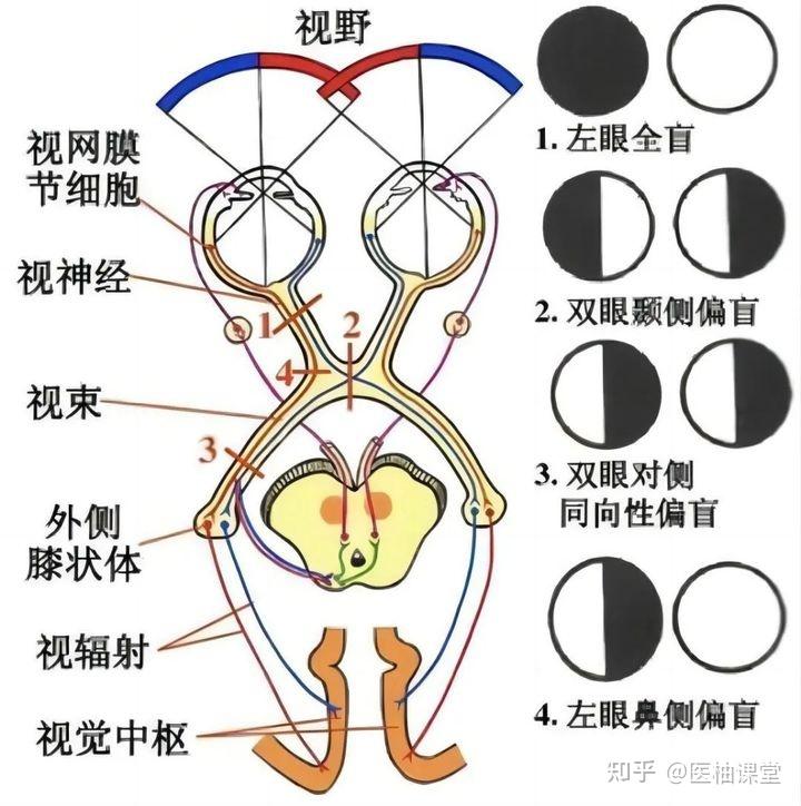 枕叶的功能解剖