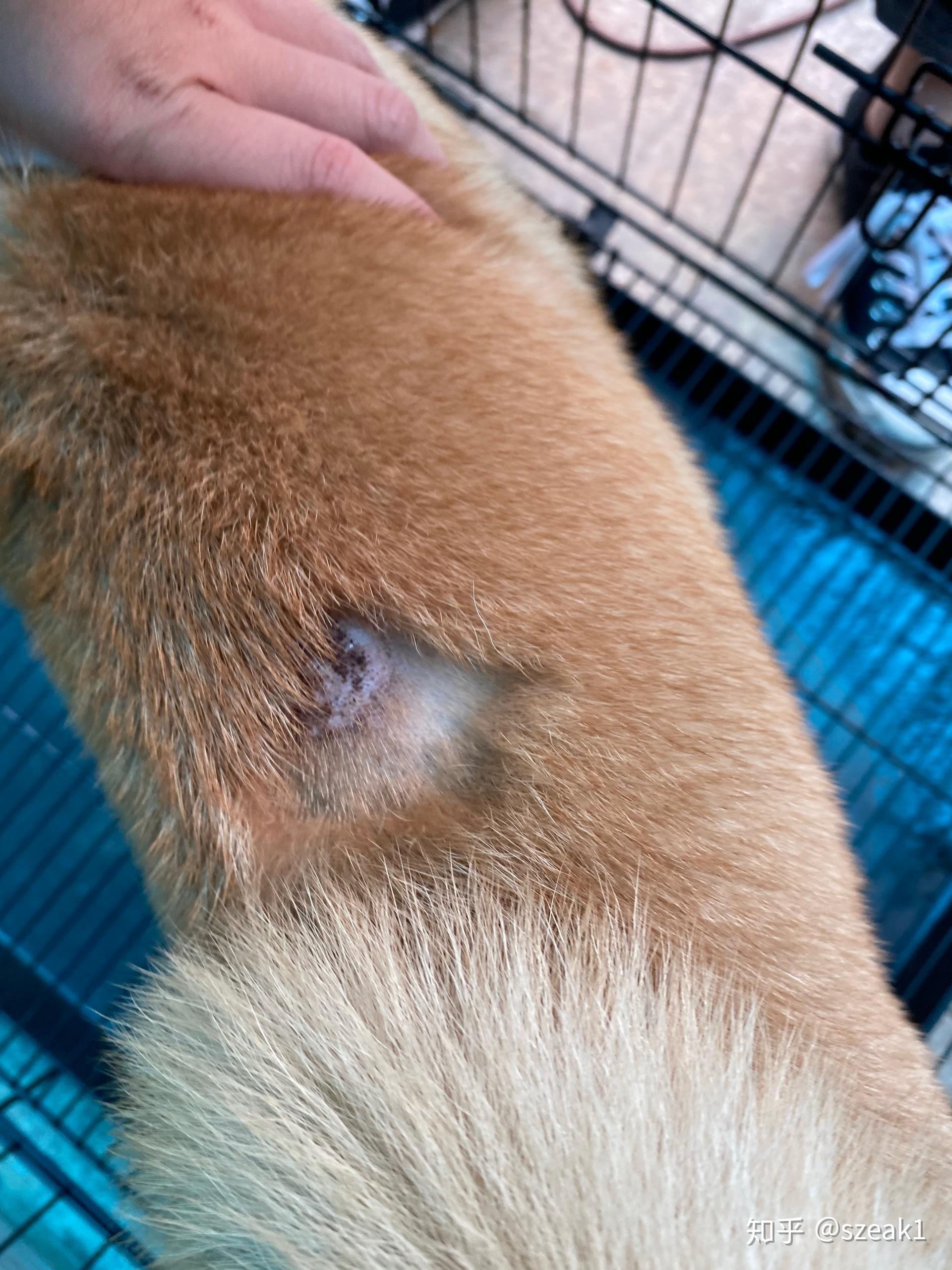 狗狗皮肤病 - 知乎