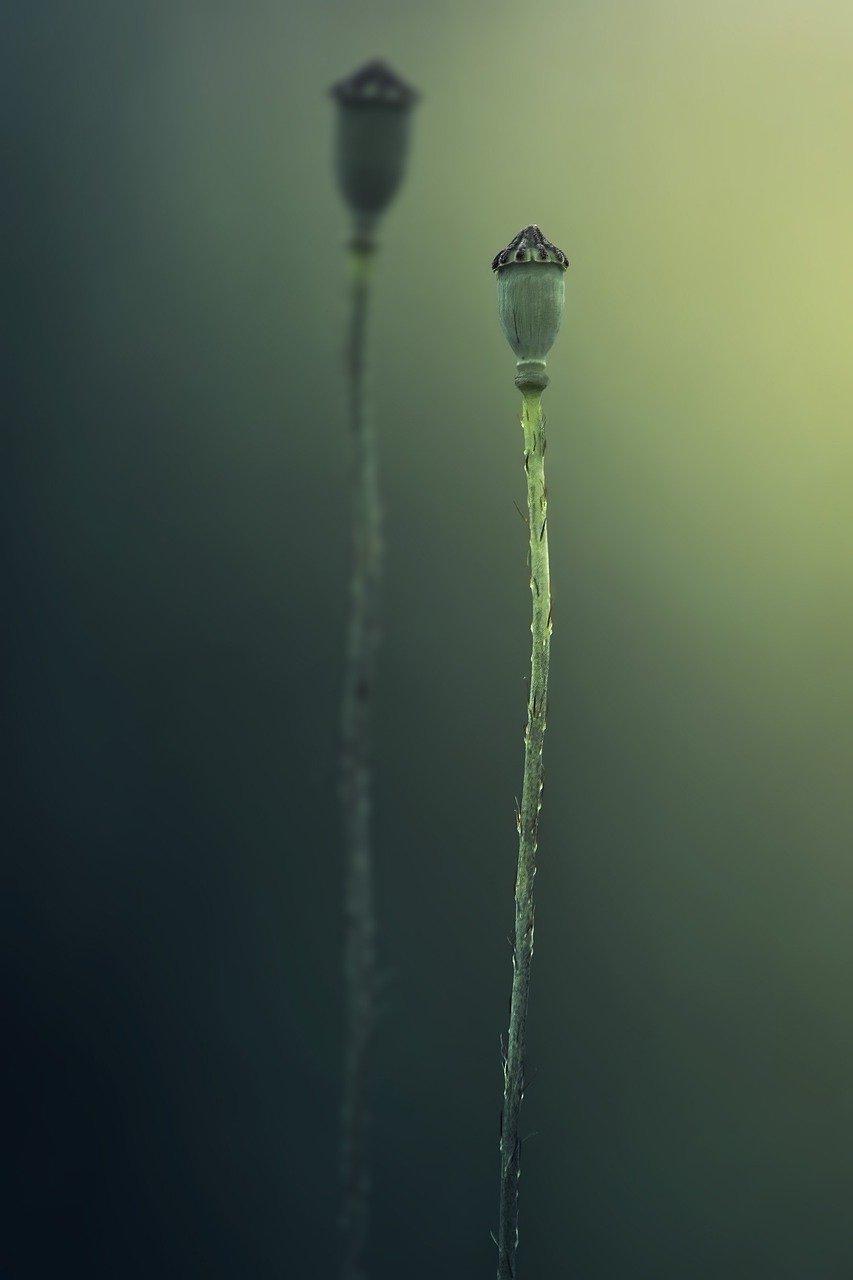 3. 秋葵单株收成