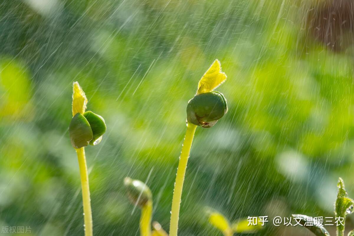 2月18日雨水,“旱不旱,雨水早看天”,关于雨水的俗语有哪些? - 知乎