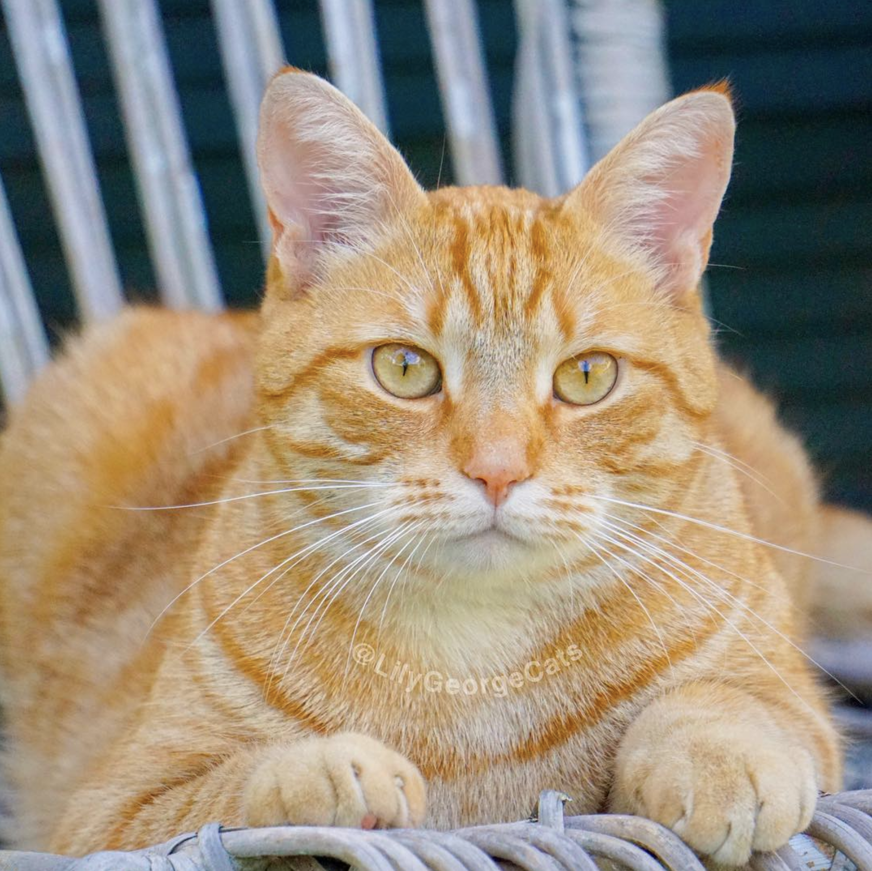 吸猫大会橘猫george