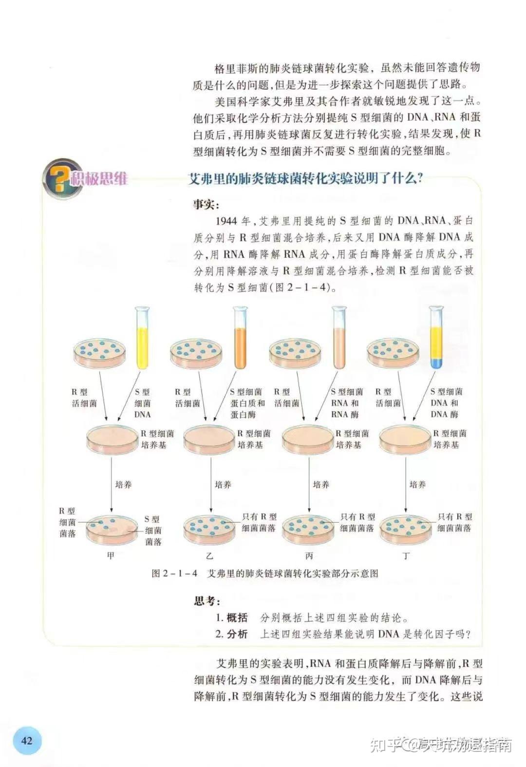 艾弗里的体外转化实验图片