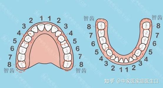 先拔牙,4颗智齿必拔,由于我每颗牙齿都比较大,因此就算拔掉四颗智齿