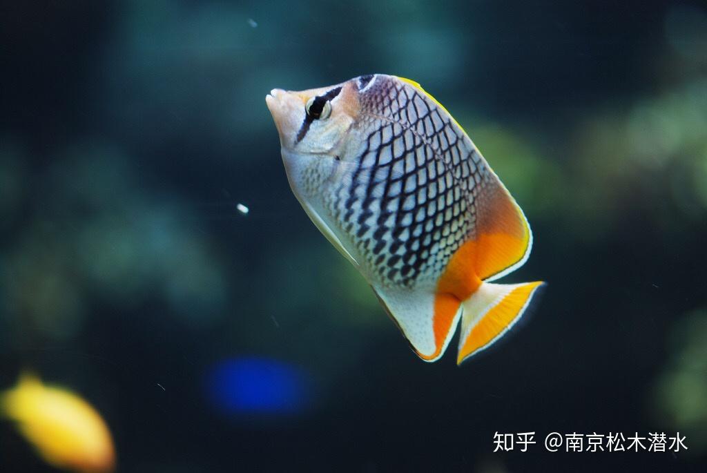 蝴蝶鱼是生活在热带到暖温带水域的海洋鱼类家族.