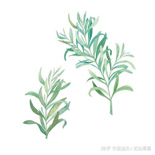 桃金娘科 白千層屬拉丁文:melaleuca alternifolia茶樹tea tree枝葉類