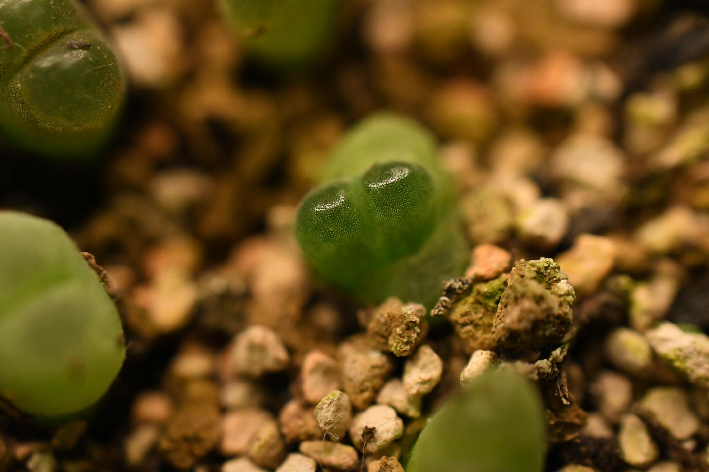 多肉植物呀丨从种子带大的风铃玉们 知乎 多肉植物呀丨从种子带大的风铃玉们 知乎
