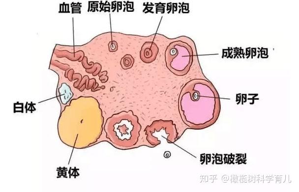 试管婴儿促排卵中,卵子发育到多大才算成熟?