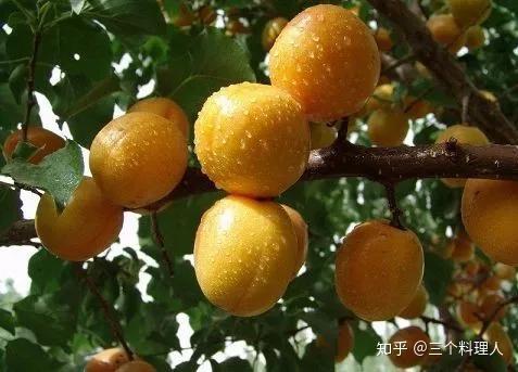 把杏吃完,留下种子,还可以做成中国最典雅的甜品 - 知乎
